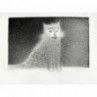 A Cat Night