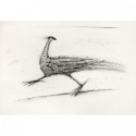 Running bird